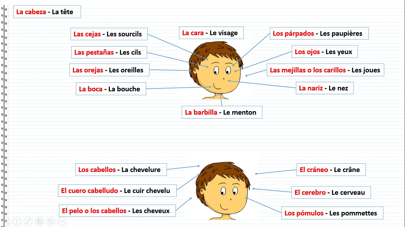 Le corps humain en espagnol - La cara, Le visage, Las cejas, Les sourcils, Las pestañas, Les cils, Las orejas, Les oreilles, La boca ,La bouche, Los párpados ,Les paupières, Los ojos ,Les yeux, Las mejillas o los carillos ,Les joues, La nariz, Le nez, La barbilla ,Le menton, Los cabellos ,La chevelure, El cuero cabelludo ,Le cuir chevelu, El pelo o los cabellos ,Les cheveux, El cráneo ,Le crâne ,El cerebro ,Le cerveau, Los pómulos ,Les pommettes