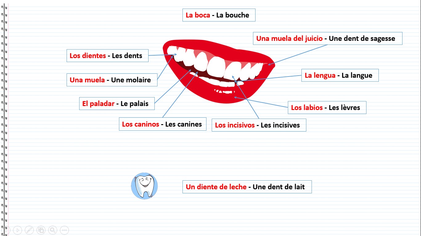 Le corps humain en espagnol - La boca, La bouche , Los dientes, Les dents, Una muela, Une molaire, El paladar, Le palais, Los caninos, Les canines, Los incisivos, Les incisives, Los labios, Les lèvres, La lengua, La langue, Una muela del juicio, Une dent de sagesse, Un diente de leche, Une dent de lait