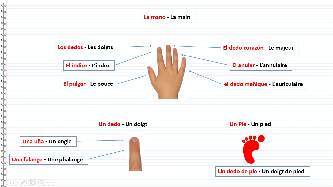 Le corps humain en espagnol - La mano, La main, Los dedos, Les doigts, El índice, L’index, El pulgar, Le pouce, El dedo corazón, Le majeur, El anular, L’annulaire, el dedo meñique, L’auriculaire, Un dedo, Un doigt, Un Pie, Un pied, Una uña, Un ongle, Una falange, Une phalange, Un dedo de pie, Un doigt de pied