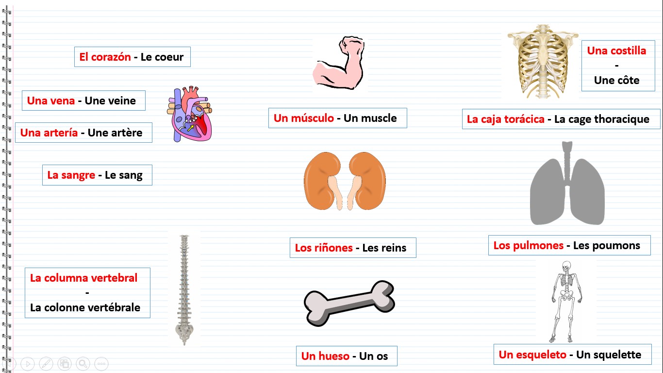 Le corps humain en espagnol - El corazón, Le coeur, Una vena, Une veine, Una artería, Une artère, La sangre, Le sang, Un músculo, Un muscle, Una costilla, Une côte, La caja torácica, La cage thoracique, La columna vertebral, La colonne vertébrale, Los riñones, Les reins, Un hueso, Un os, Los pulmones, Les poumons, Un esqueleto, Un squelette