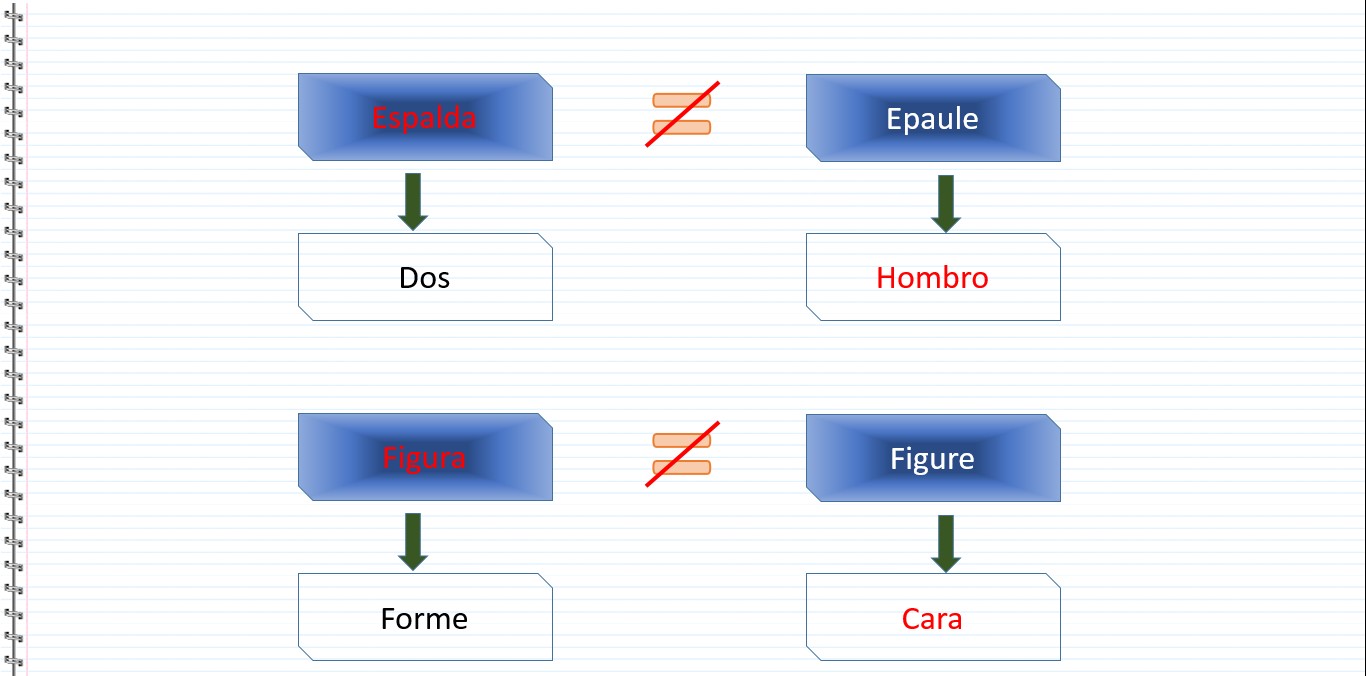 Les faux amis en espagnol - Espalda, Dos, Epaule, Hombro, Figura, Figure, Forme, cara